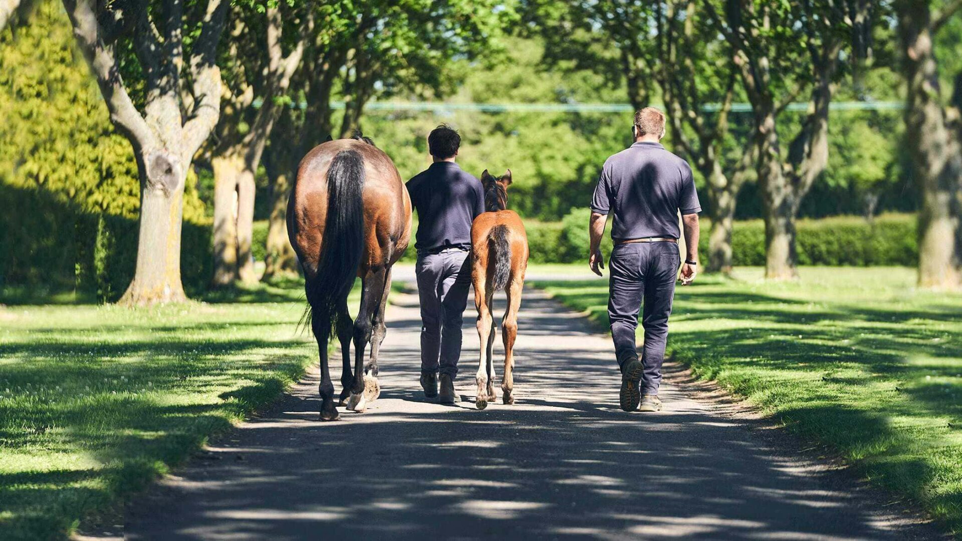 The National Stud - Careers in Racing
