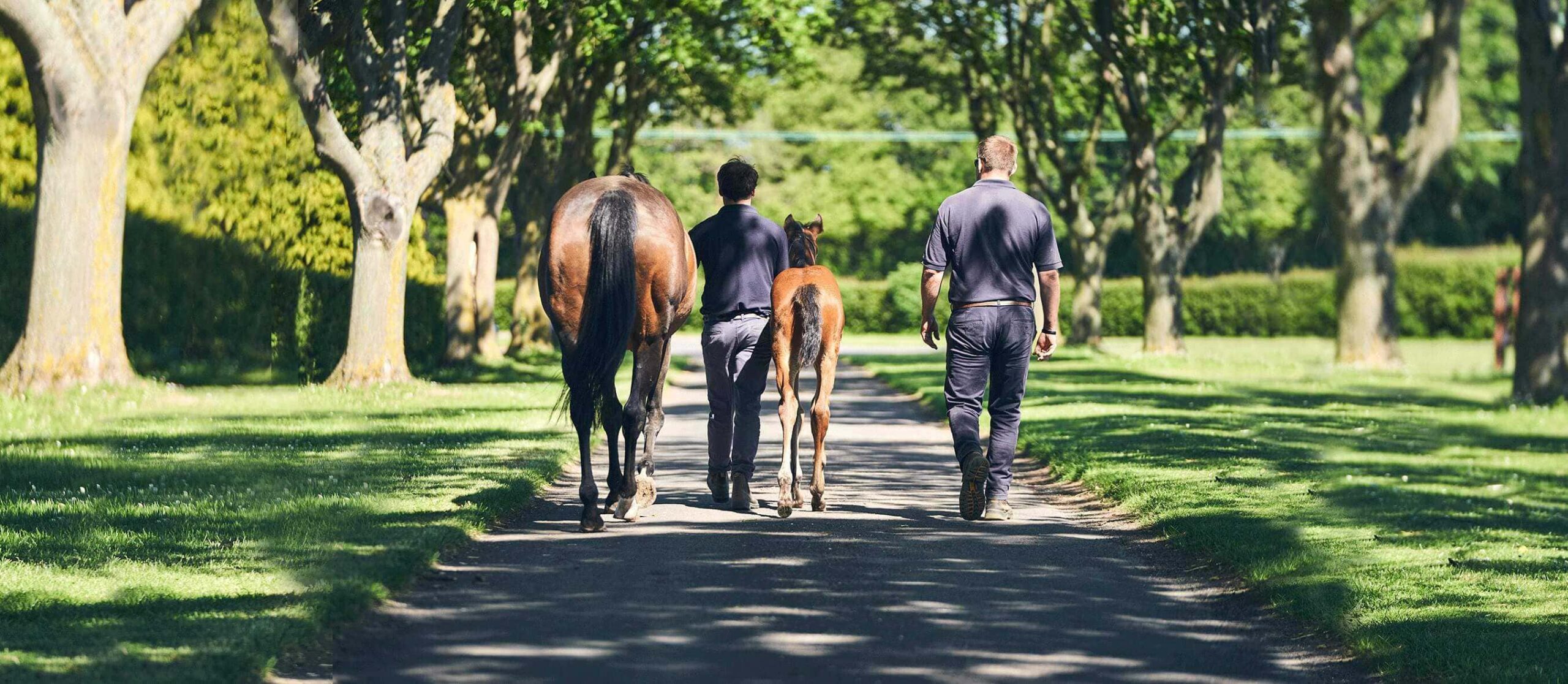 national stud tour